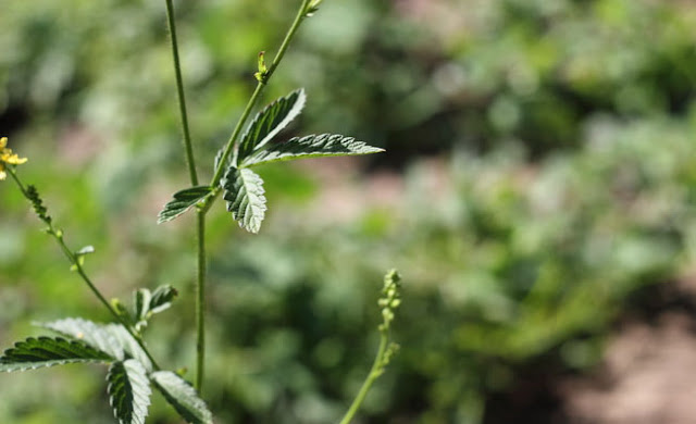 Agrimony Flowers Pictures