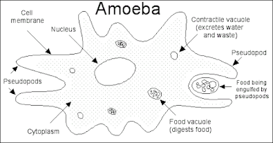 Amoeba sp.