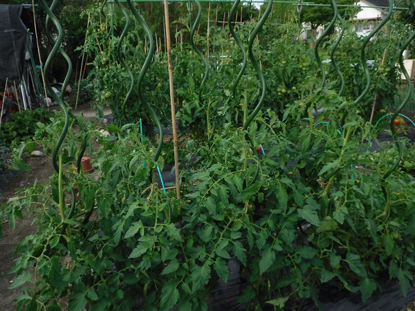 野菜 自給率90 家庭菜園 栽培記録 トマト らせん支柱 ナス半身萎凋病蔓延 ニンジン発芽 6 30