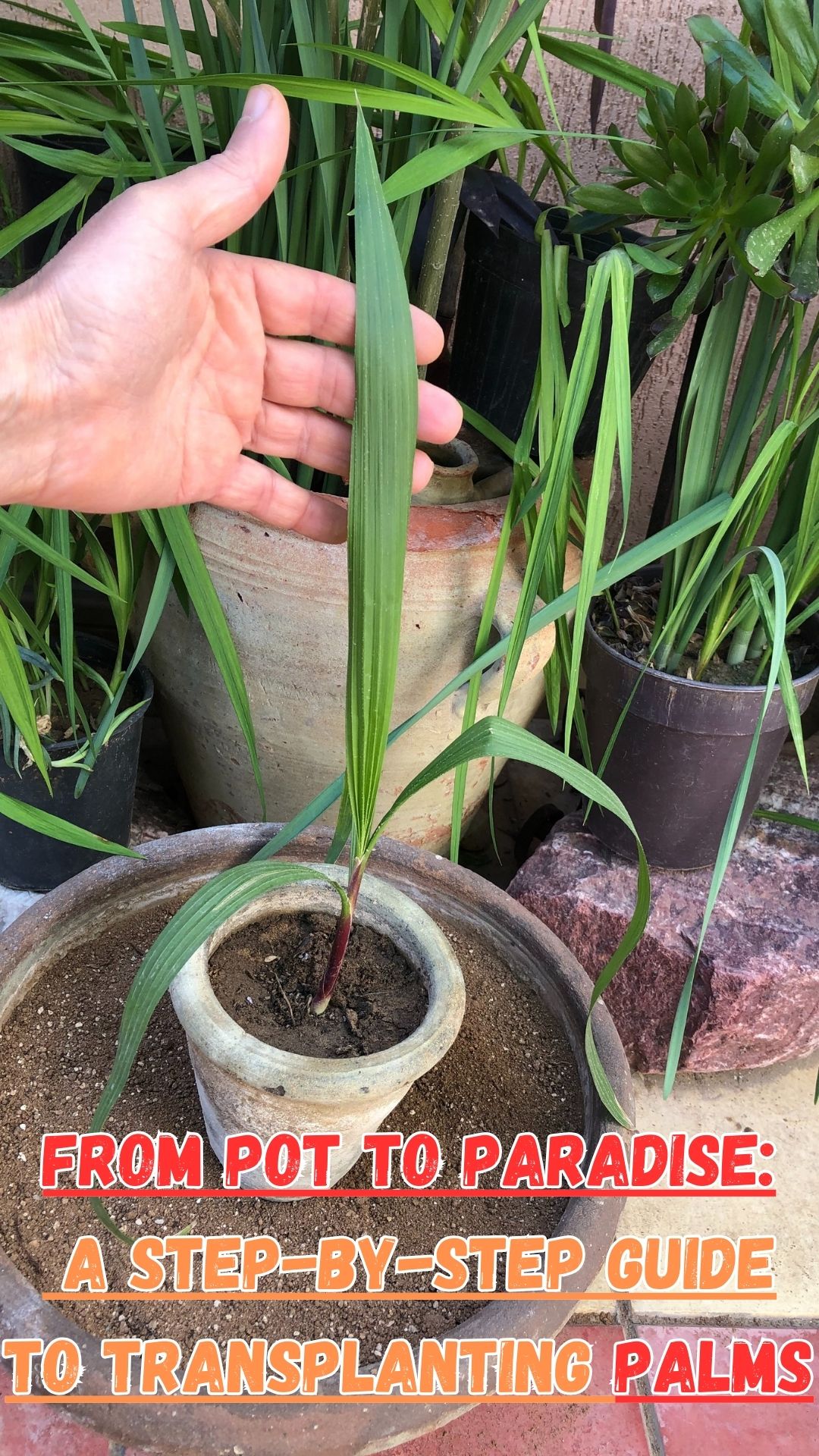 Immerse yourself in the verdant realm of palm transplantation with our latest tutorial! 🌱 Whether you're an experienced gardener or just embarking on your green journey, this comprehensive guide will unveil the perfect method for transplanting palms into containers.