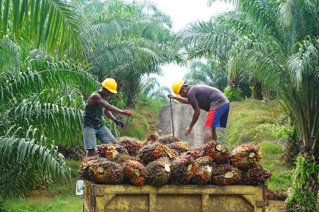 Daftar peralatan kelapa sawit