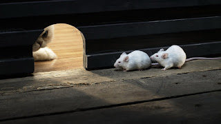 ratones escondidos del gato