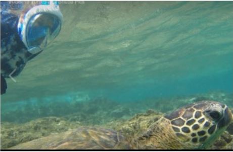 Turtle Friend