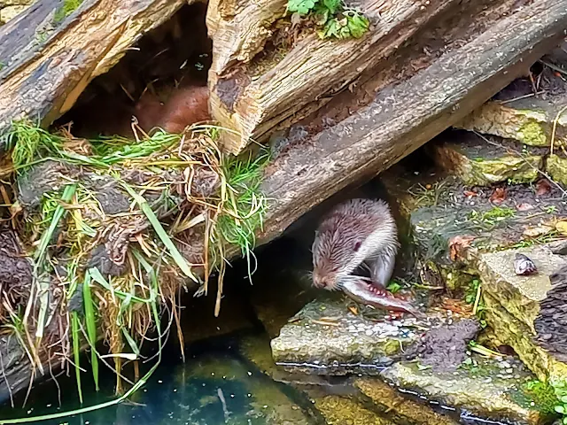 Otter at GaiaZoo