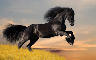 Beautiful Horse Hd Wallpapers 2013