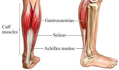 Anatomi soleus pada tubuh manusia, bahasan anatomi origo soleus, insersi soleus, persarafan soleus, perdarahan soleus, dan aksi soleus