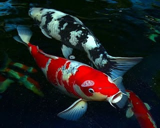 Best Koi Fish