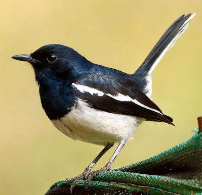 "Oriental Magpie-Robin - Copsychus saularis,perched on a garden fence, the male has black upperparts, head and throat apart from a white shoulder patch."