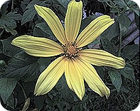 flor35