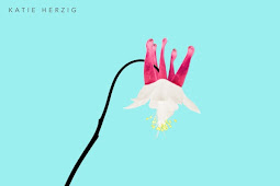Katie Herzig – Delicate – EP [iTunes Plus M4A]