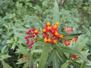 mexican butterfly weed flower images