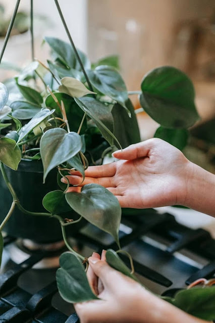 Philodendrons - The Best Feng Shui-Approved Indoor Plants for your Home