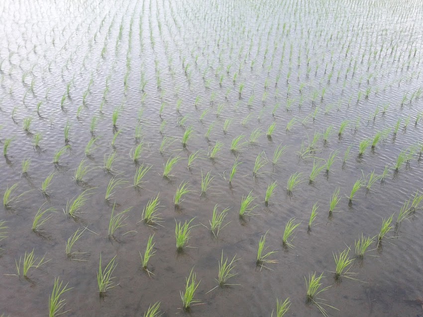 田んぼの風