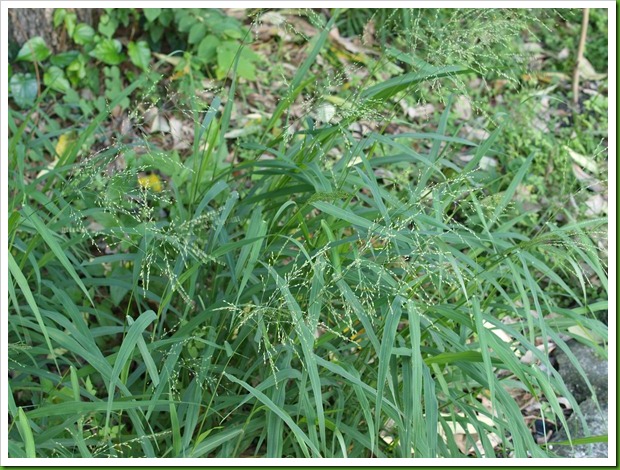 P6090091