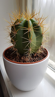 Related searches, View 5+ more, How to repot succulents, How to repot Aloe Vera, How to repot a jade plant, How to repot a Snake pl..., How to repot bamboo, How to repot a spider pla..., How to repot a Peace lily, Related search, Succulent cactus types, View 3+ more, San Pedro cactus, Schlumbergera, Mammillaria, Golden barrel cactus, Prickly pear, Astrophytum, Ferocactus,   how to repot a cactus, how to repot a cactus without hurting yourself, repotting cactus cutting, how to repot a christmas cactus, how to replant a broken cactus, how to replant cactus cuttings, how to repot succulents and cacti, how to propagate cactus, repotting saguaro cactus