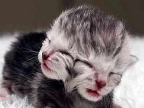 two-faced-kittens