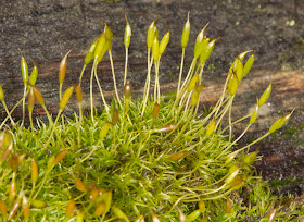 Cape Thread-moss, Orthodontium lineare. Lullingstone Country Park, 31 December 2011.