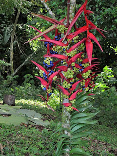 Wild Heliconia Flower