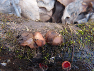 Sarcoscypha dudleyi - Pézize de Dudley ou Sarcoscypha austriaca - Pézize d'Autriche