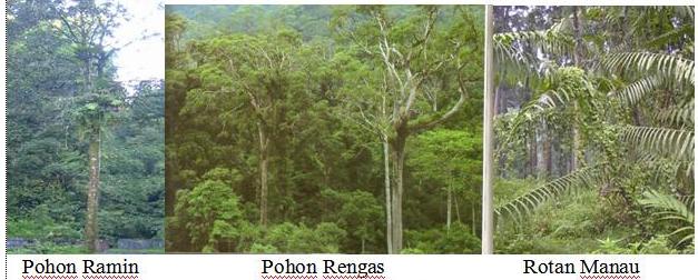 blognya bgeografi fauna dan flora bioma hutan basah