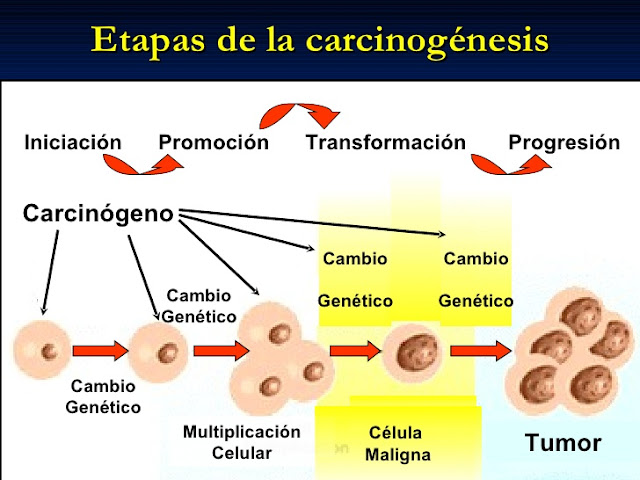 Proceso-tipico-de-la-Carcinogenesis