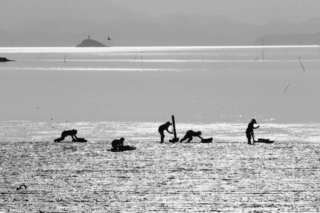Fishermen-harvesting-cockles -Black-and-white-photo-Photo-credit-KTO-Park-Jong-su