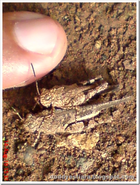 brown grasshopper mating 16