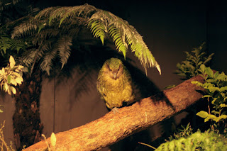 Erkek kakapo