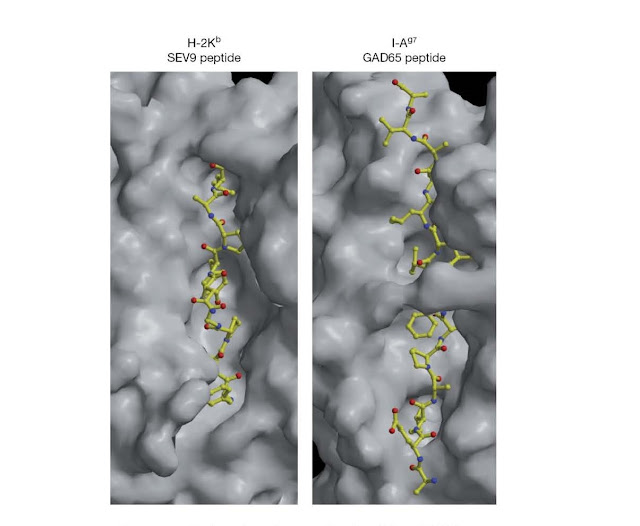 Surface view of mouse class I and class II MHC molecules in complex with peptide