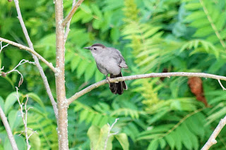 Grey Catbird in a tree in the East Don River Park