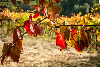 autumn, vineyard, red leaves