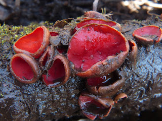 Sarcoscypha dudleyi - Pézize de Dudley ou Sarcoscypha austriaca - Pézize d'Autriche