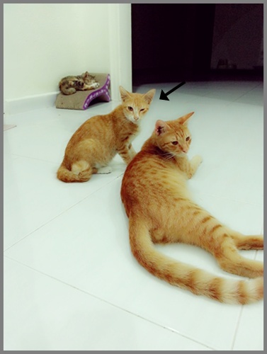 Meowwmania: Anak-Anak Stray