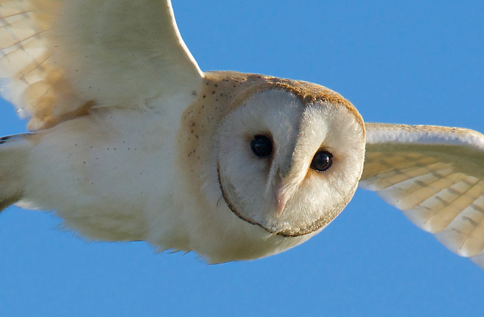 Barn Owl