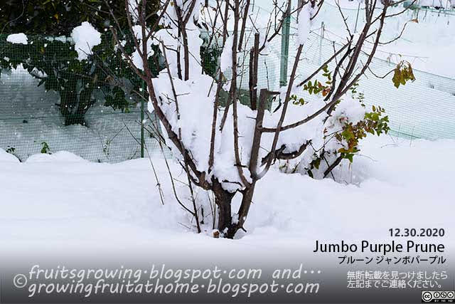 プルーン ジャンボパープルの木に積雪