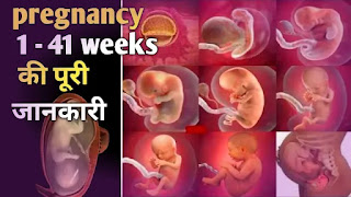 1 - 41 Weeks Fetal Developments