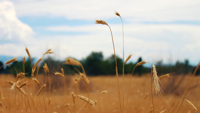 Golden Fields of Grass // www.thejoyblog.net