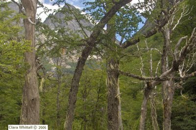 Patagonian Forest - Clara Whittall 2009 copyright ©