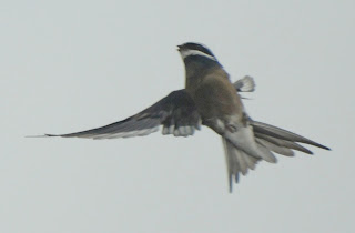 Whiskered Tree Swift