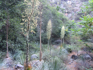 Yucca on Fish Canyon Trail, Angeles National Forest