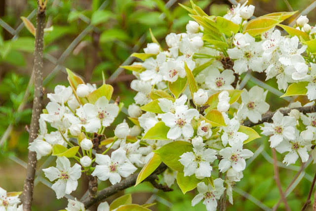 Pyrus pyrifolia 'Shinseiki'