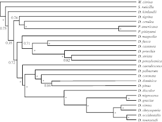 Phylogenetic tree of Dendroica wood warblers