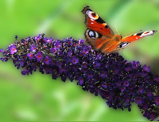 peacock-butterfly-magenta-flowers-pictures