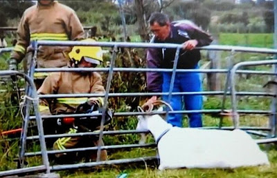 Animals Being Rescued Seen On www.coolpicturegallery.us