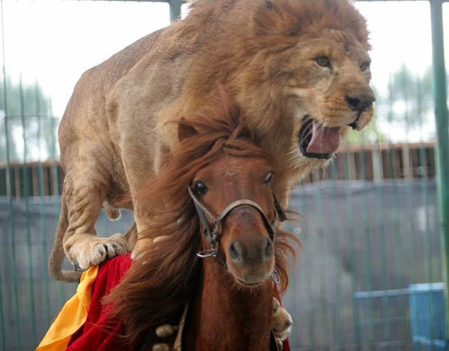 funny horses. Funny Horse Pictures