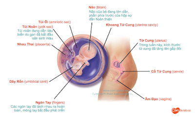 Thai nhi 14 tuần tuổi