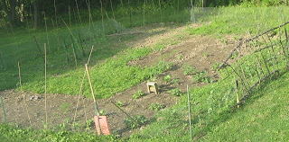 My Vegetable Garden