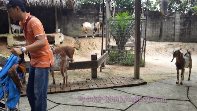 Bawa Anak Kenali Haiwan Secara Dekat di Farm In The City, Seri Kembangan