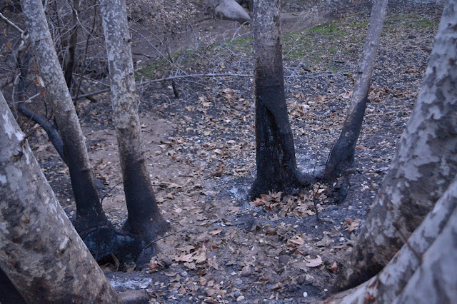 some of the trunks of a large circle of trees