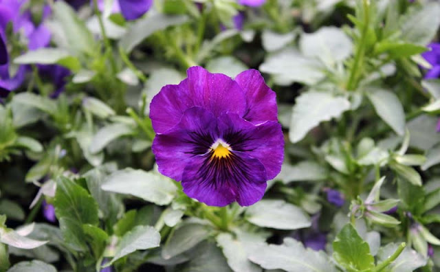 Pansy Flowers Pictures